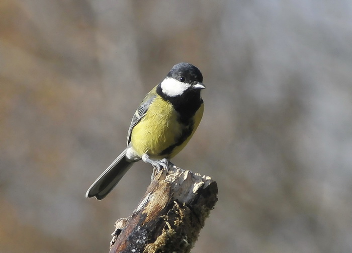 Virtuosismi di Cincia - Parus major